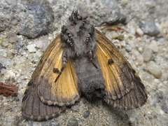 Xanthomantis contaminata