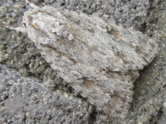 Acronicta intermedia