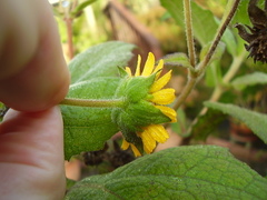 Smallanthus sonchifolius