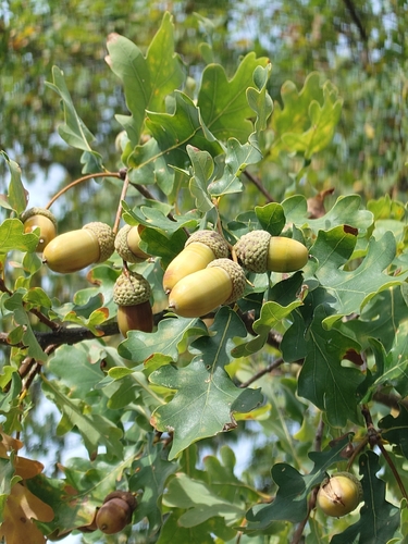 English oak