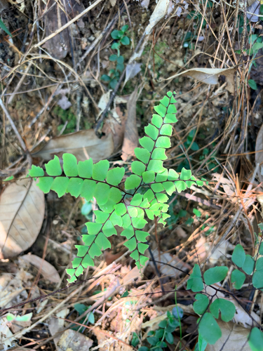 Adiantum flabellulatum observed 2026-10-11