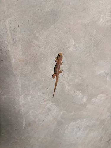 Common Four-clawed Gecko