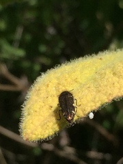 Acmaeodera prorsa