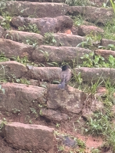 Red-vented Bulbul