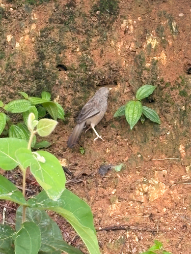 Yellow-billed Babbler