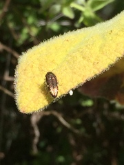 Acmaeodera prorsa