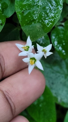 Argostemma observed 2026-09-04