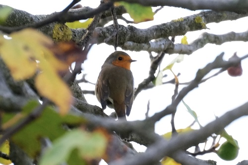 European Robin