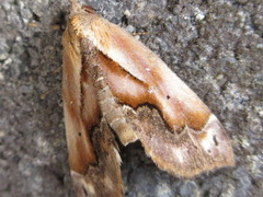 Lophomilia polybapta