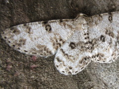 Ophthalmitis albosignaria