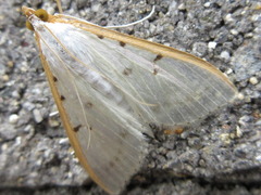 Palpita nigropunctalis