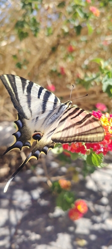 Iberian Scarce Swallowtail
