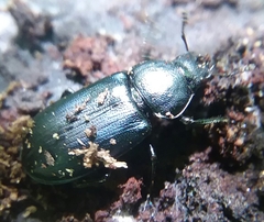 Platycerus oregonensis