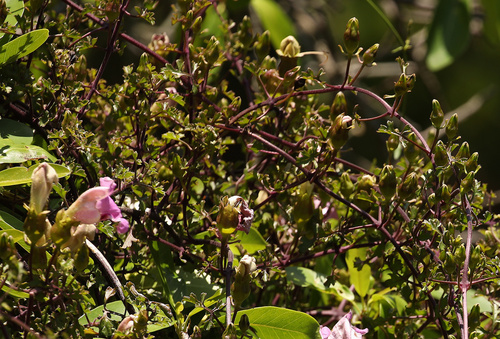 Buttonia superba (Buttonia superba)