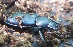 Platycerus oregonensis