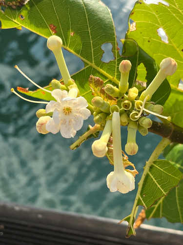 Guettarda speciosa observed 2026-10-11
