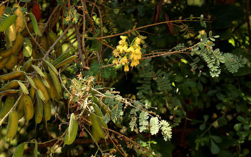 Biancaea decapetala observed 2026-10-10