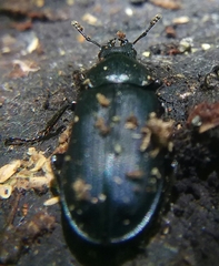 Platycerus oregonensis