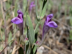 Scutellaria siphocampyloides