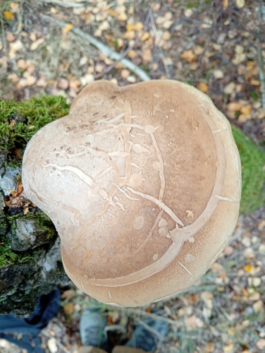 birch polypore