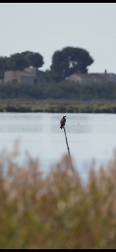 Balbuzard pêcheur observed by michael_martinez64