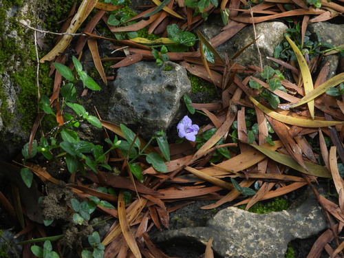 Ruellia repens observed 2026-10-10