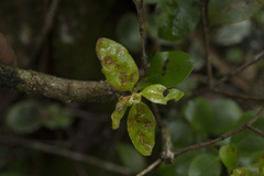 Metrosideros kermadecensis