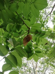 Pterocarpus