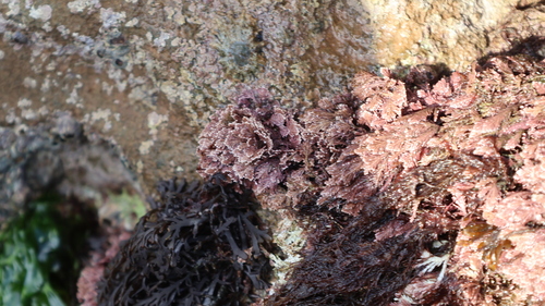 Corallina officinalis observed 2026-10-10