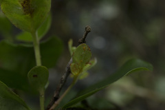 Metrosideros kermadecensis