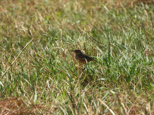 Alauda gulgula observed 2026-10-10