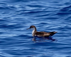 Puffinus lherminieri