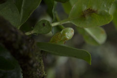 Metrosideros kermadecensis