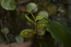 Metrosideros kermadecensis