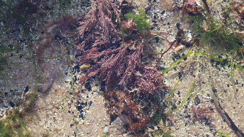 Corallina officinalis observed 2026-10-10