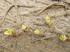 Stellaria humifusa