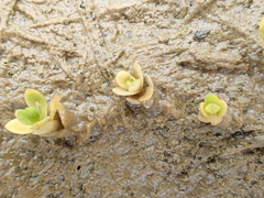 Stellaria humifusa