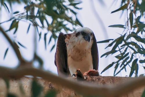 Osprey observed by tinchairs