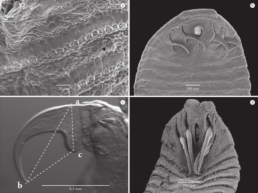 Linguatuloidea