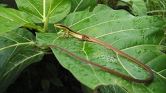 Takydromus sexlineatus