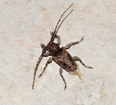Acanthoderini