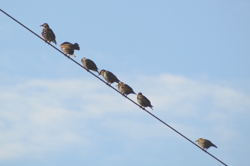 European Starling