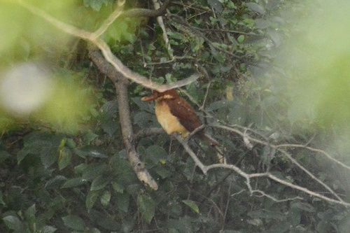Halcyon coromanda, 2026-10-11