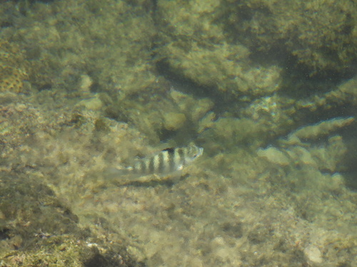 Abudefduf septemfasciatus observed 2026-10-11