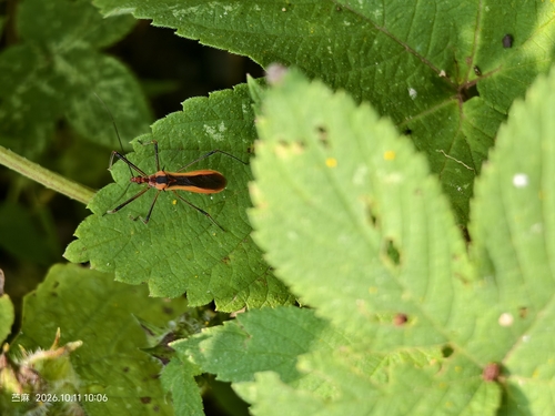 Euagoras plagiatus