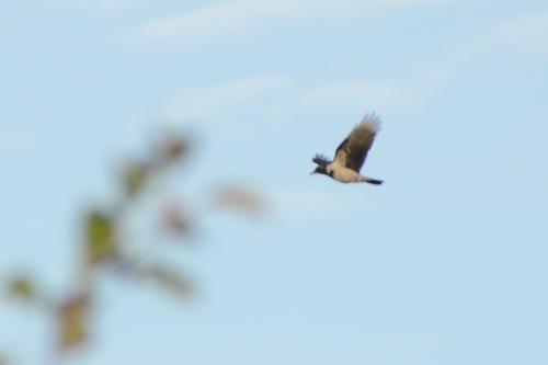 Hooded Crow