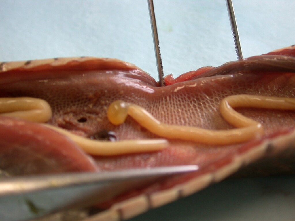 Tongue Worms