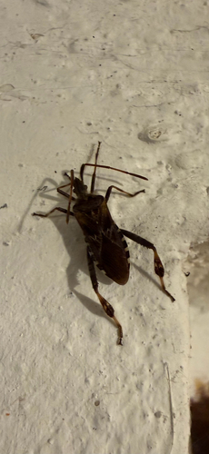 Western Conifer Seed Bug