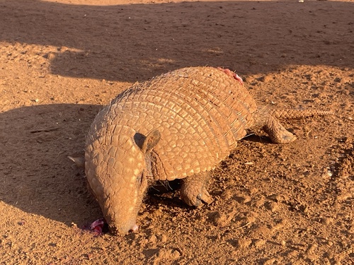 Six-banded Armadillo