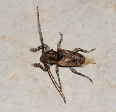 Acanthoderini